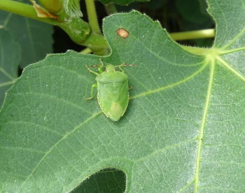 Palomena prasina