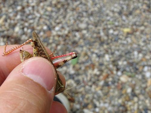 Calliptamus italicus italicus