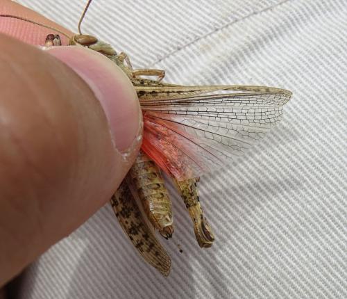 Calliptamus italicus italicus