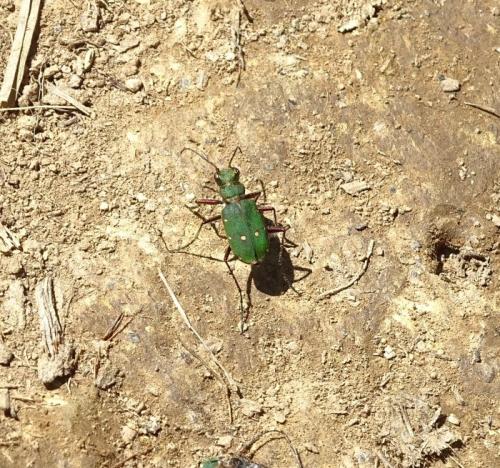 Cicindela campestris