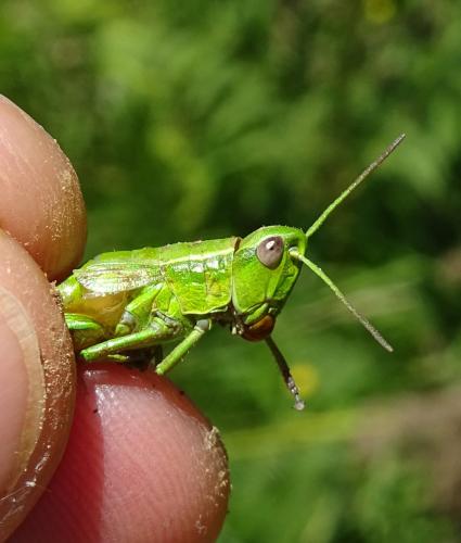 Réf. 306 409 : Euthystira brachyptera