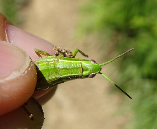 Euthystira brachyptera