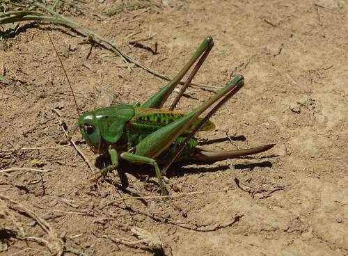 Réf. 306 316 : Decticus verrucivorus verrucivorus