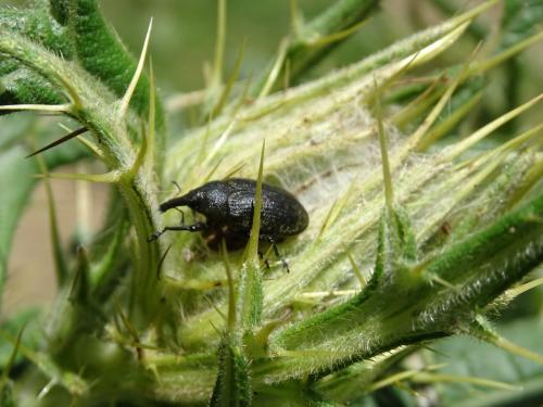 Réf. 306 407 : Larinus sturnus