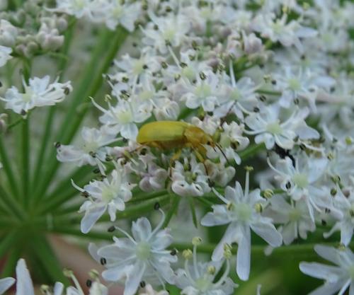 Réf. 306 317 : Cteniopus sulphureus