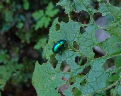 Réf. 306 573 : Oreina cacaliae bearnica
