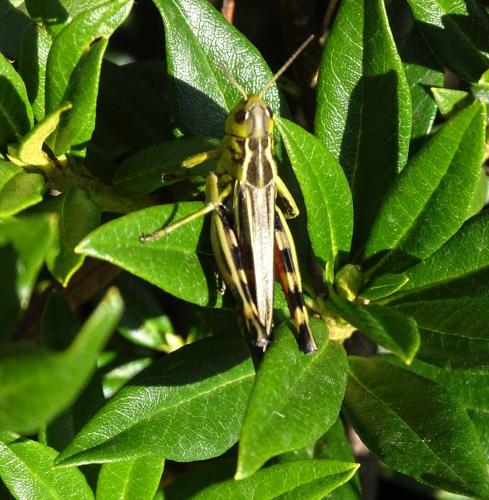 Réf. 306 320 : Arcyptera fusca