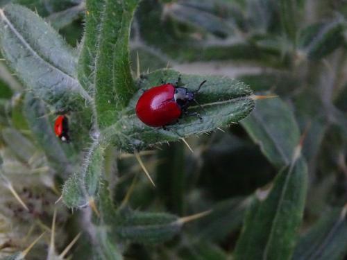 Réf. 306 574 : Chrysomela sp.