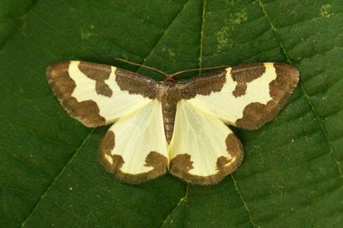 Réf. 306 975 : Lomaspilis marginata
