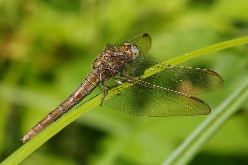 Réf. 306 564 : Orthetrum coerulescens