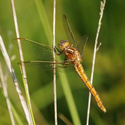 Réf. 306 567 : Orthetrum coerulescens