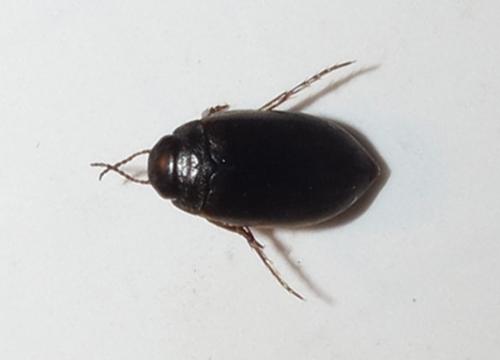 Hydroporus sp.