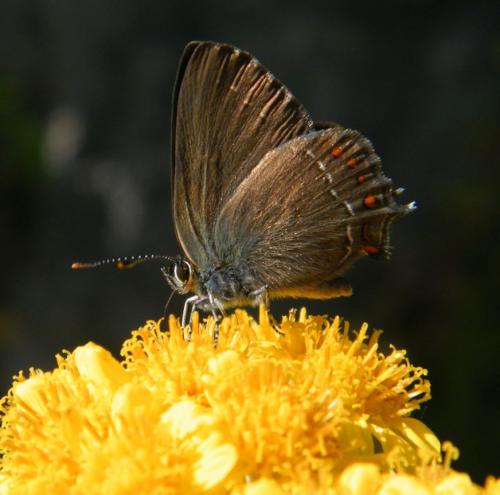 Satyrium esculi