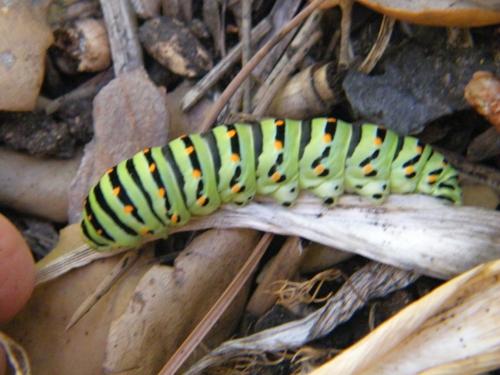 Réf. 306 645 : Papilio machaon