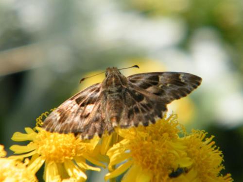 Réf. 306 825 : Carcharodus alceae