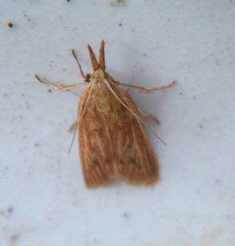 Réf. 306 833 : Ematheudes punctella