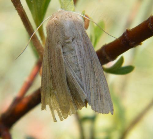Mythimna congrua