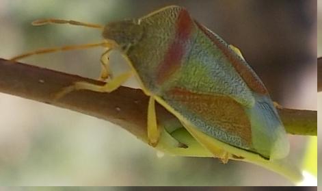 Piezodorus lituratus
