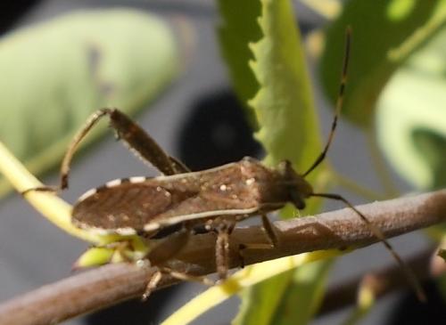 Réf. 306 300 : Camptopus lateralis