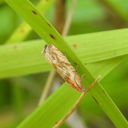 Eucosma sp.