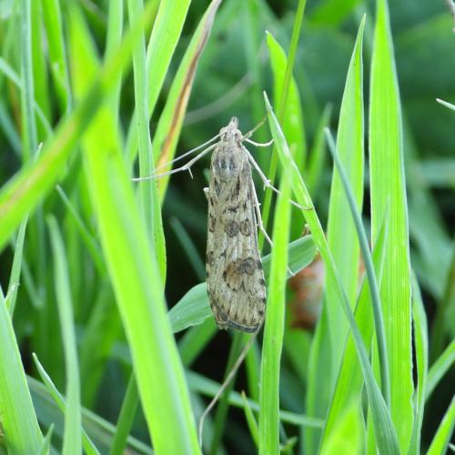 Nomophila noctuella