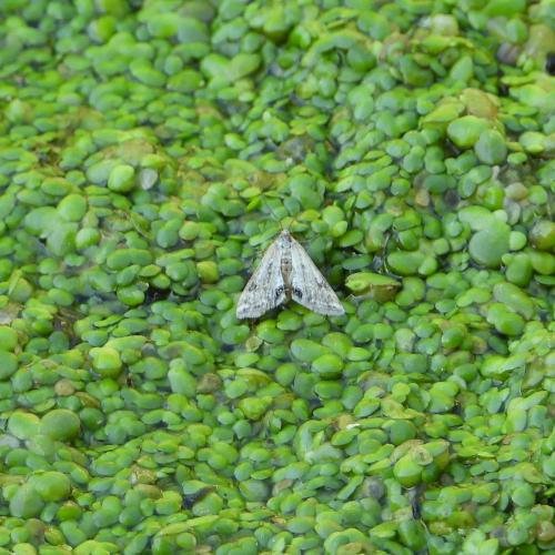 Cataclysta lemnata