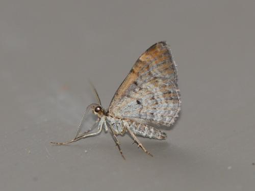Réf. 306 806 : Xanthorhoe spadicearia