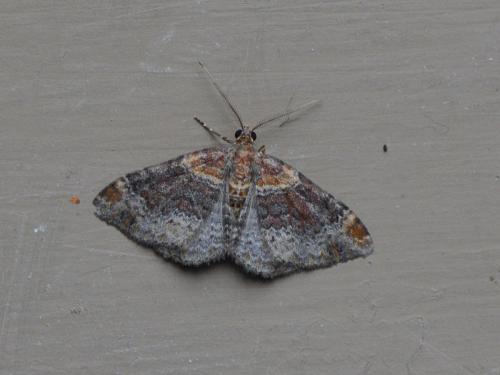 Réf. 306 807 : Xanthorhoe spadicearia