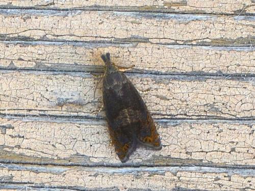 Réf. 306 095 : Dichrorampha sp.