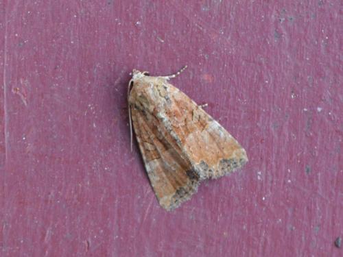 Réf. 306 678 : Mesoligia furuncula