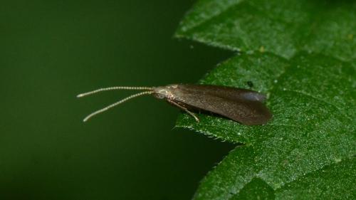Coleophora sp.