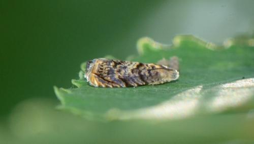 Réf. 306 601 : Grapholita janthinana