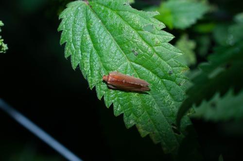 Drepanepteryx phalaenoides