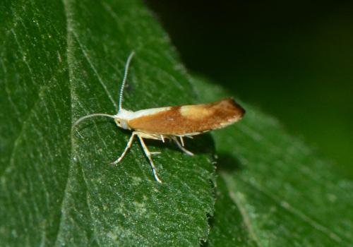 Réf. 306 968 : Argyresthia albistria