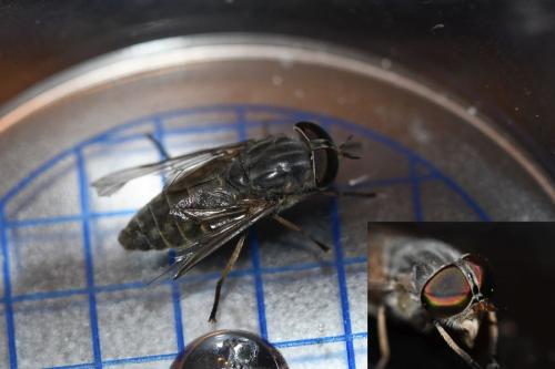 Tabanus bromius