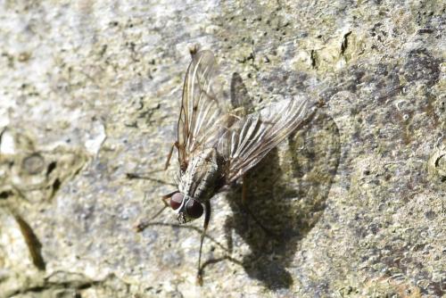 Réf. 306 990 : Phaonia fuscata