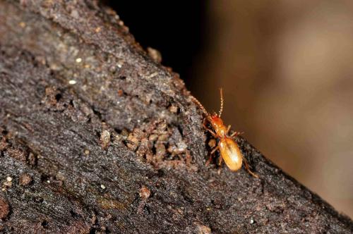 Geotrechus andreae