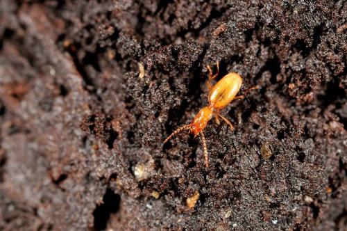 Geotrechus andreae