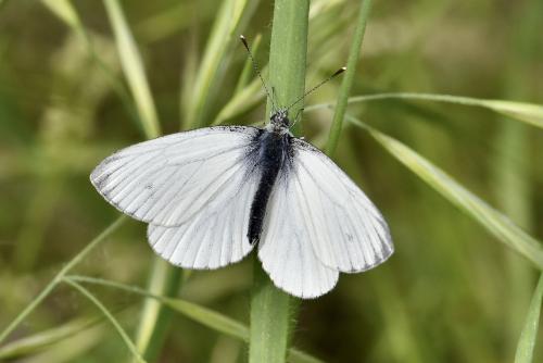 Réf. 306 989 : Pieris napi