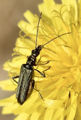 Oedemera flavipes