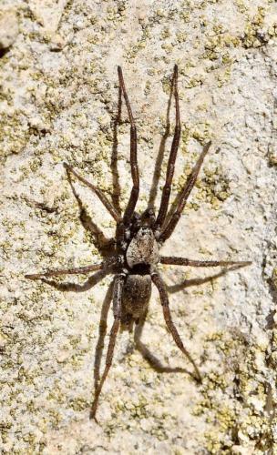 Nomisia sp.
