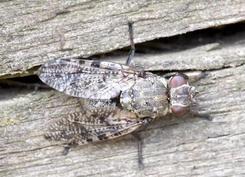 Réf. 306 702 : Platystoma lugubre