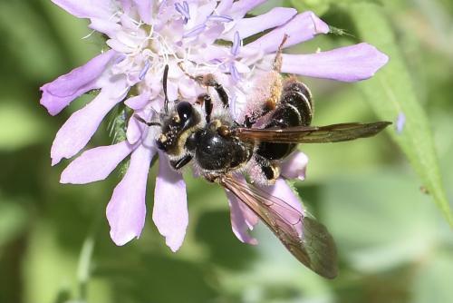 Andrena hattorfiana