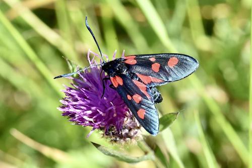 Réf. 306 023 : Zygaena lonicerae