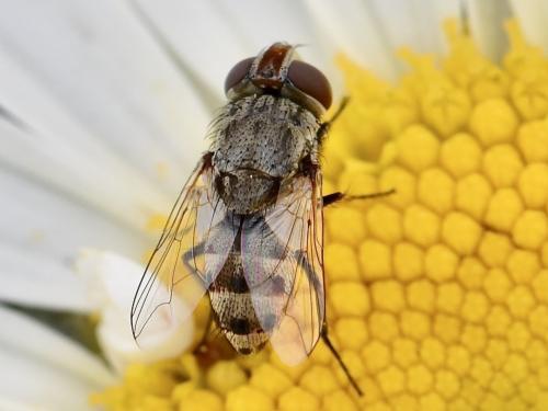 Miltogramma oestracea
