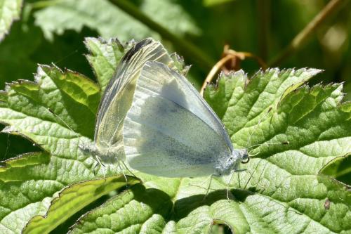 Pieris rapae