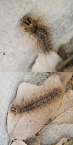 Lymantria dispar