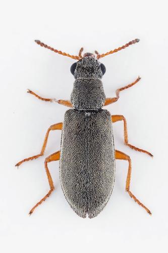 Réf. 306 168 : Danacea cretica