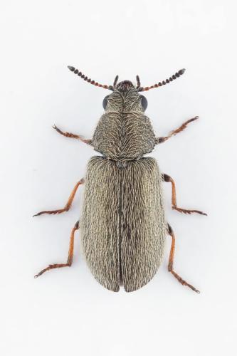 Réf. 306 150 : Dasytidius indutus aegaeicus