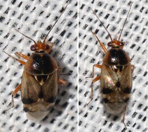Réf. 306 804 : Deraeocoris serenus